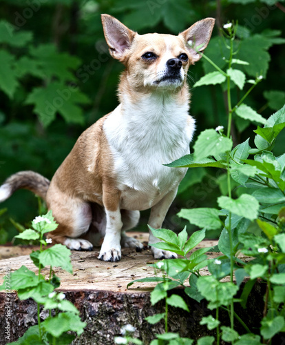 Chihuahua dog with a nice pose for the camera