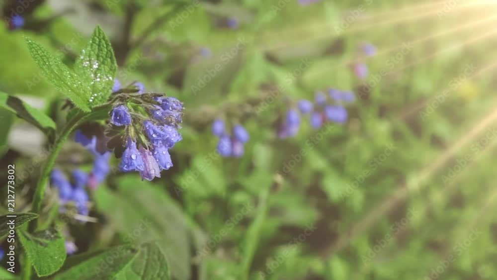 Blooming blue flowers with raindrops on the background of fresh green grass on a Sunny day Blooming blue flowers with raindrops on the background of fresh green grass on a Sunny day