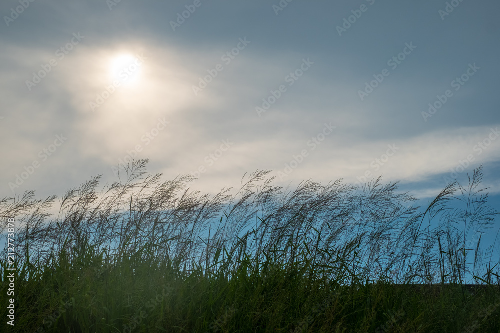 grasses in sunset grasses in sunset