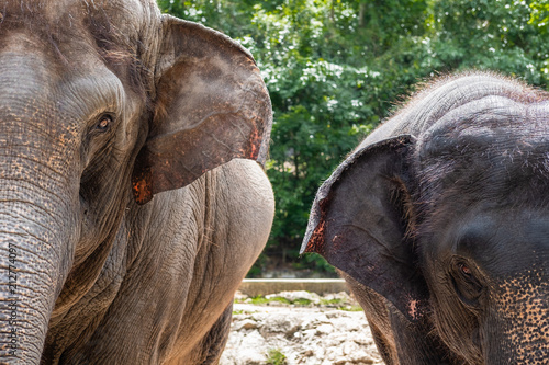 Photography old and yong elephants head close up