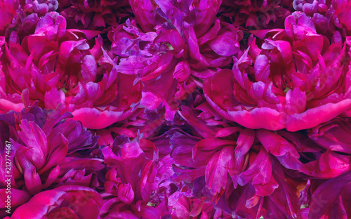 background filled with magenta peonies photo
