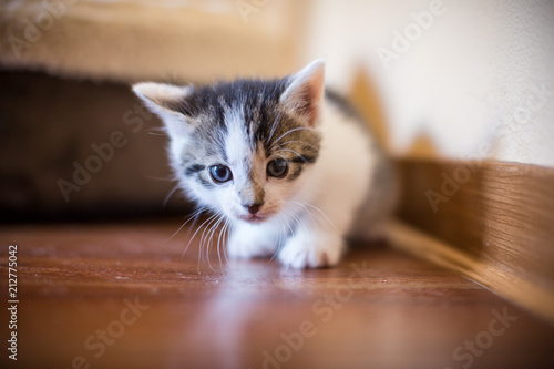 Fototapeta Naklejka Na Ścianę i Meble -  Katze ist vorsichtig