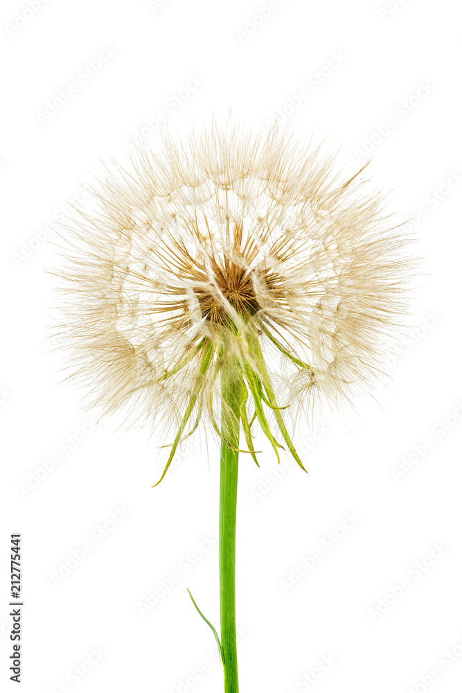 gluffy dandelion isolated on white