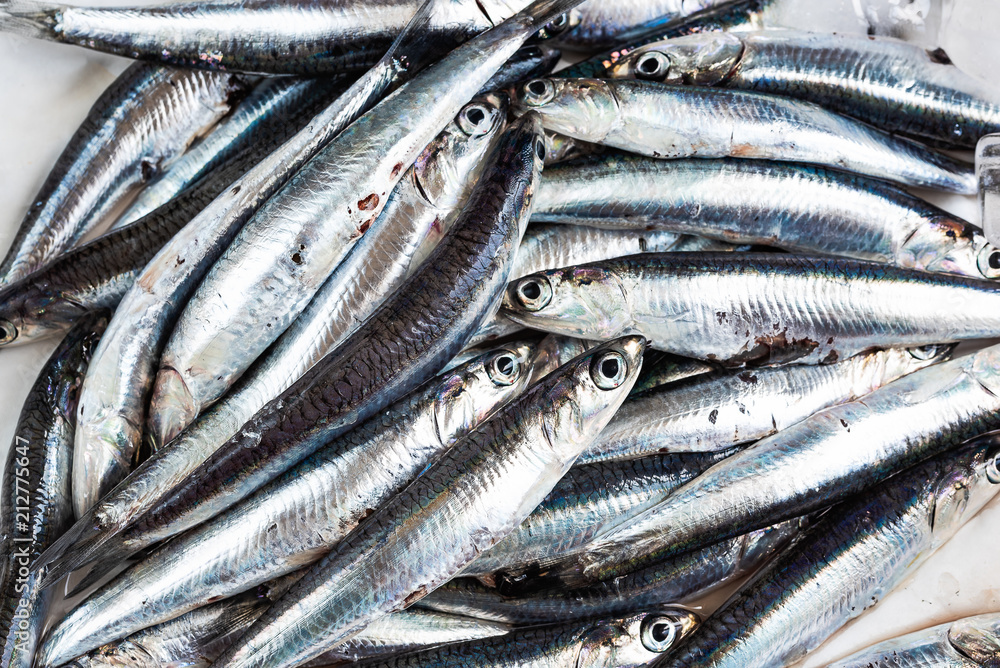 anchovies just caught, close up anchovies just caught, close up