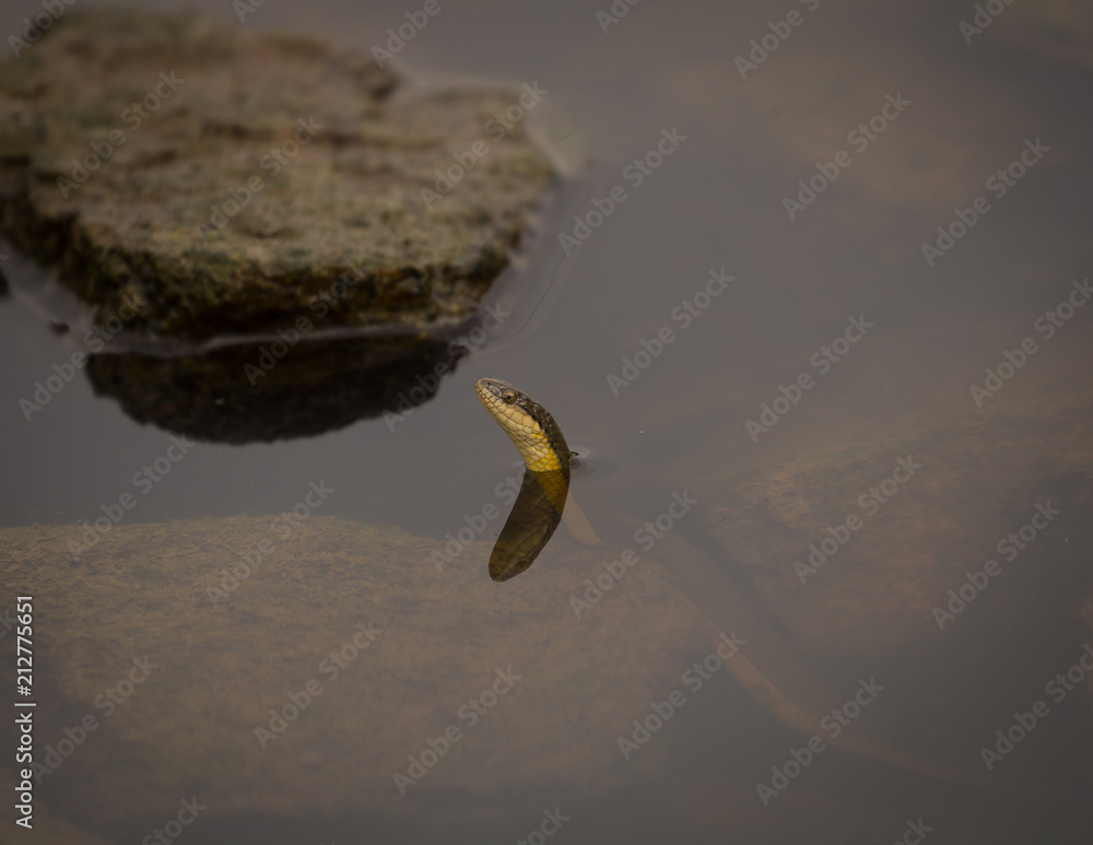 Water snake peeping out of water Water snake peeping out of water