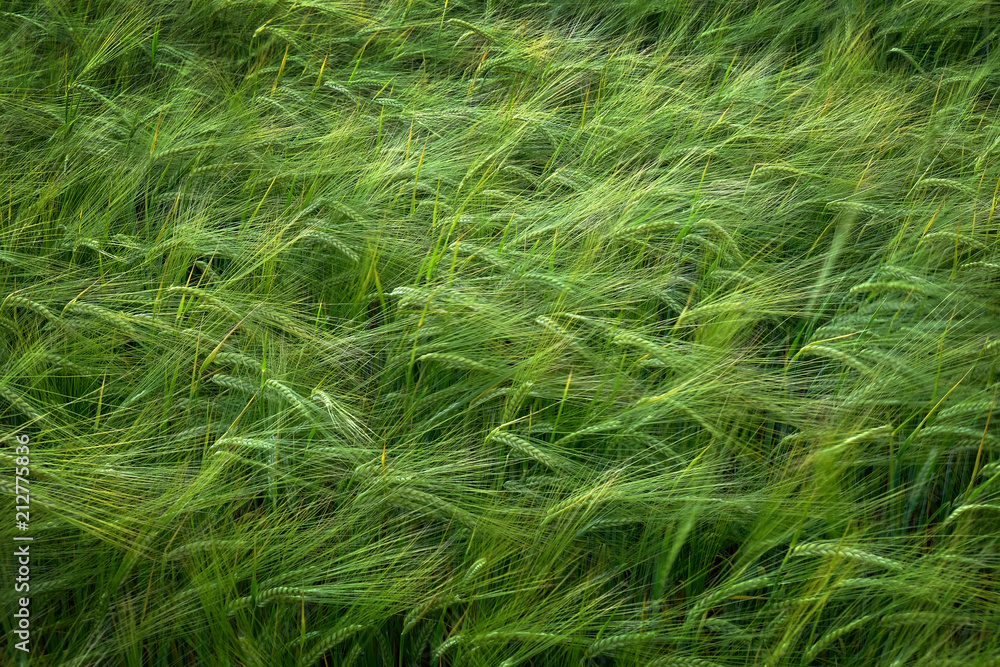 Grain Field Wheat Growth Growing Green Farming Agricultural Grain Field Wheat Growth Growing Green Farming Agricultural