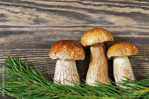 Three mushrooms boletus close up with pine branch on wooden background. Copy space.