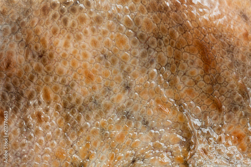 Real octopus skin close-up. Skin texture for your design.
