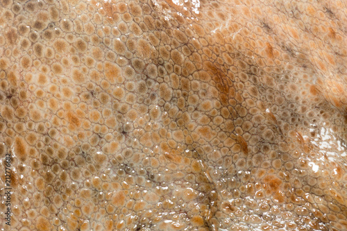 Real octopus skin close-up. Skin texture for your design. © ninell