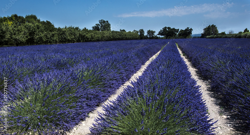Fototapeta premium Lavender field at Coustellet. Vaucluse, Provence, France