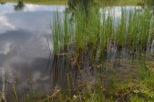 réflets dans l'étang, région des Mille Etangs, Franche-Comté, Haute-Saône, France