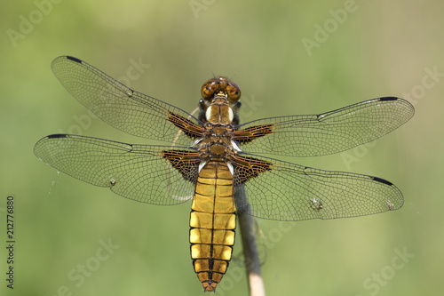 Abstract macro photo of a dragon fly (Platbuik libelle) © mauvries