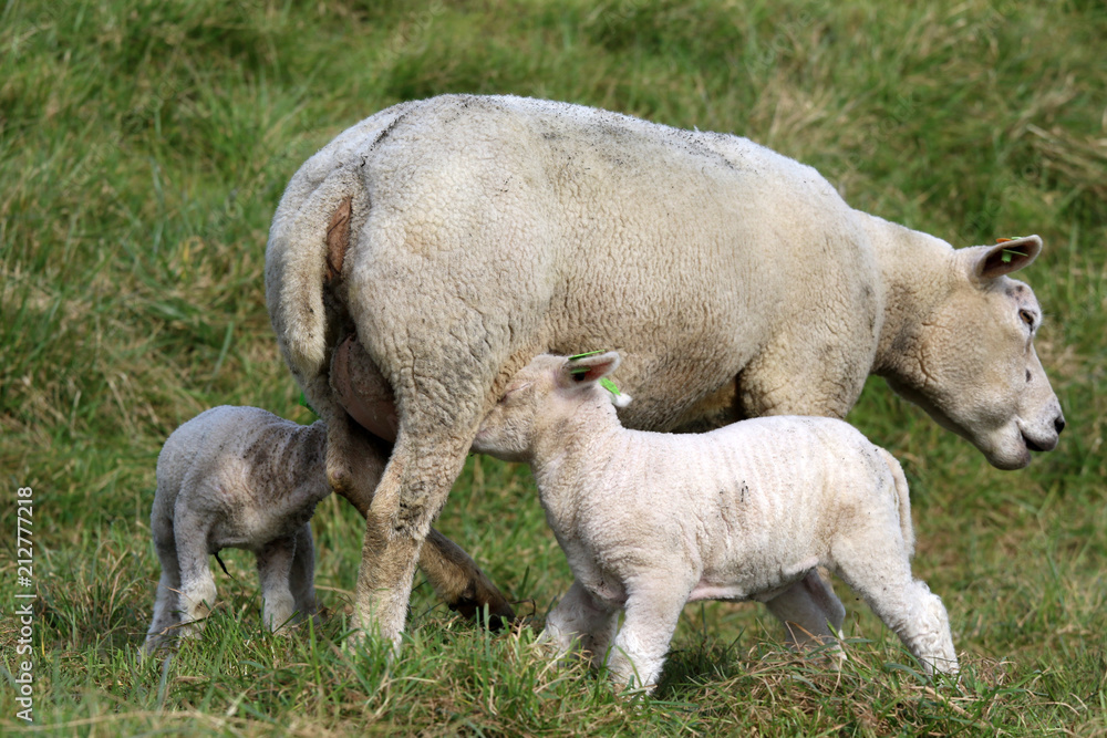 Young lambs drink milk from their mother Young lambs drink milk from their mother