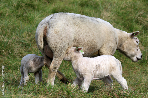 Young lambs drink milk from their mother © mauvries