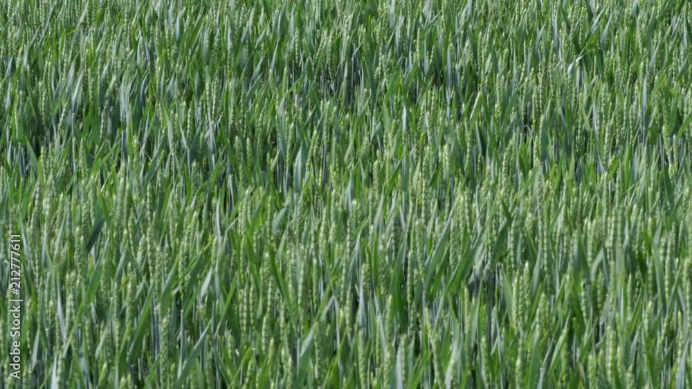 Field with cereals. Field of young green wheat. Spring agriculture. Field with cereals. Field of young green wheat. Spring agriculture.