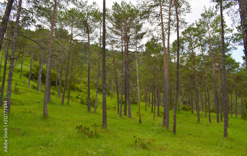 Fototapeta Naklejka Na Ścianę i Meble -  Árboles en el bosque, montañas de Gerona España



