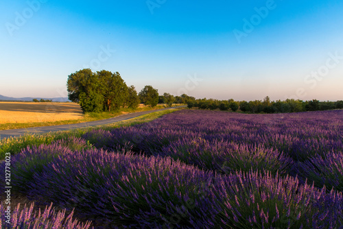 Champs de lavande sur le Plateau de Valensole en Haute-Provence
