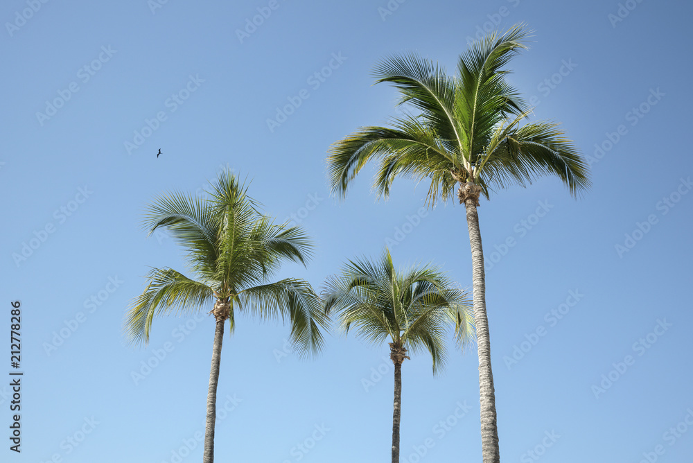 Palm tree. Landscape in Acapulco, Mexico