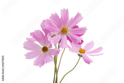 kosmeya flowers isolated