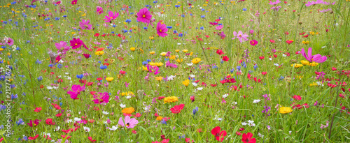 Field of colorful summer flowers in Traunstein region, Bavaria, Germany.