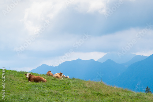 Resting cows on a high meadow in the Alps, Germany.