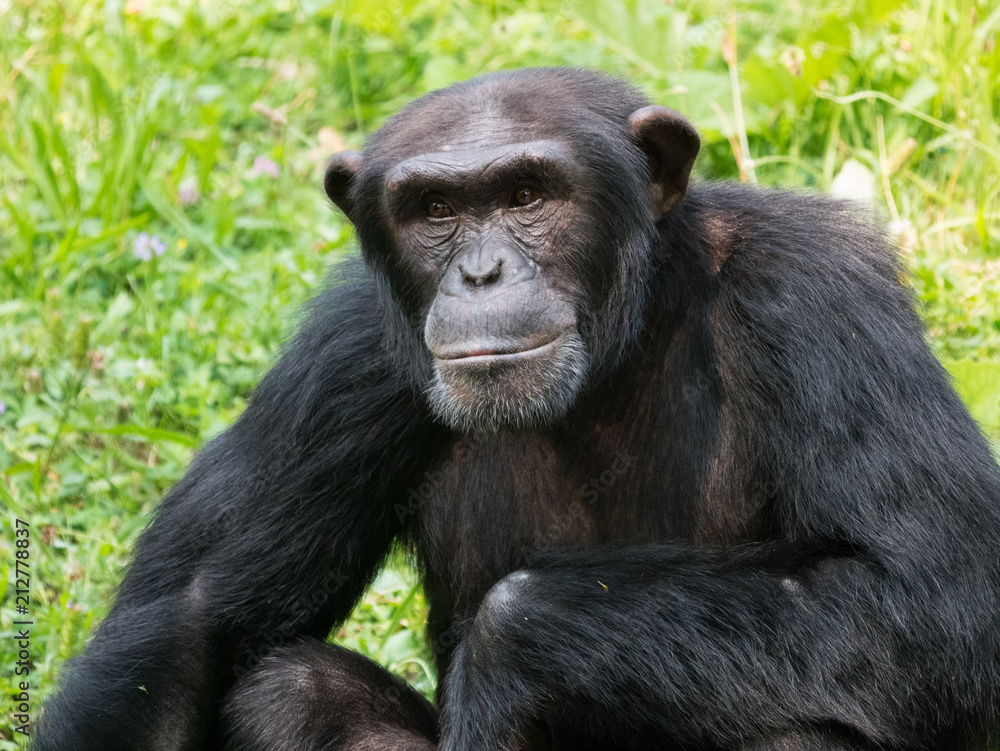 Chimpanzé à dos argenté
