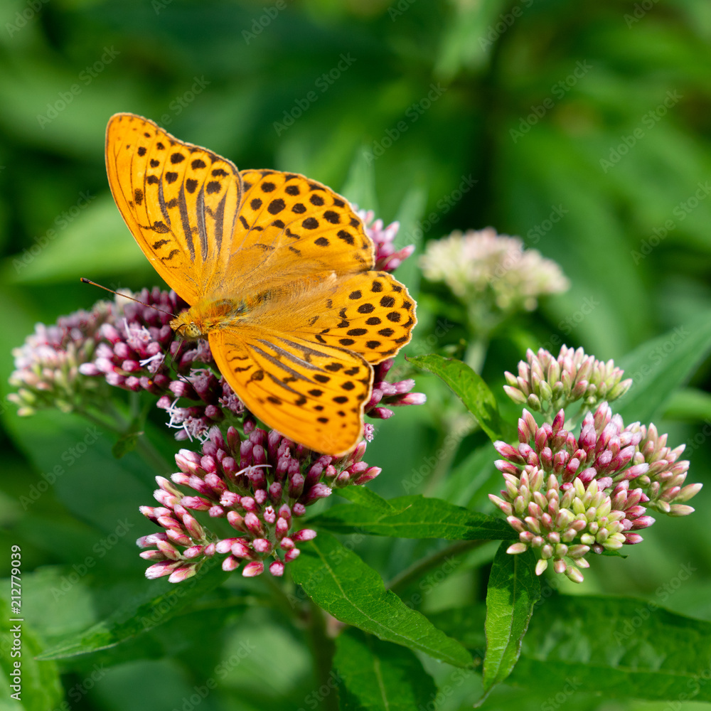 The silver-washed fritillary (Argynnis paphia) butterfly The silver-washed fritillary (Argynnis paphia) butterfly