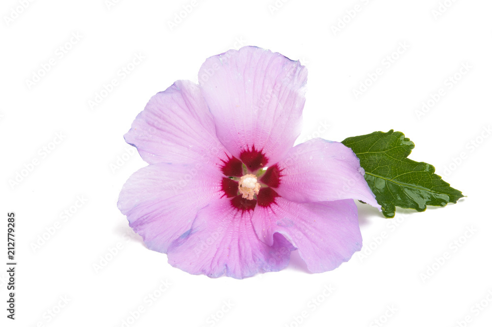 Fototapeta premium lilac hibiscus isolated