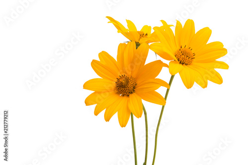 flowers heliopsis isolated