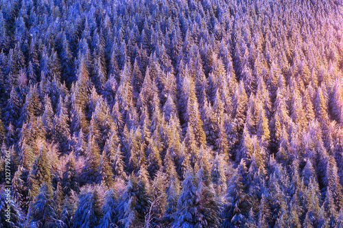 winter background of snowy firs with beautiful sunset light