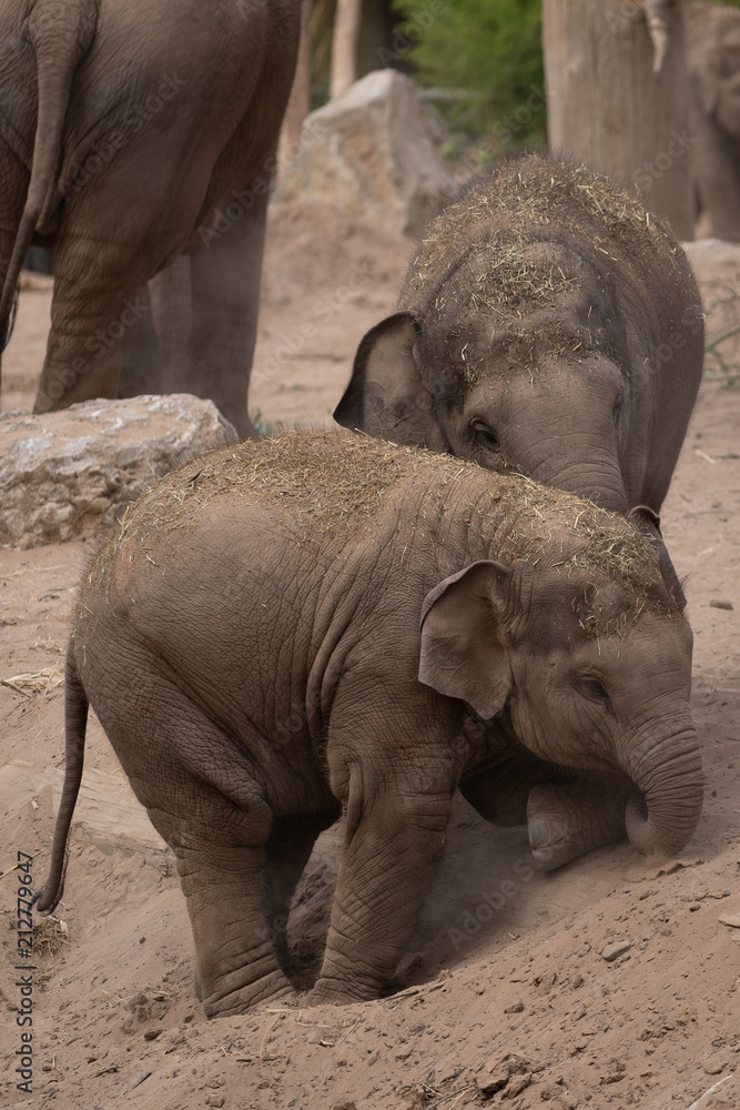 Fototapeta premium Miłość rodzeństwa słonia