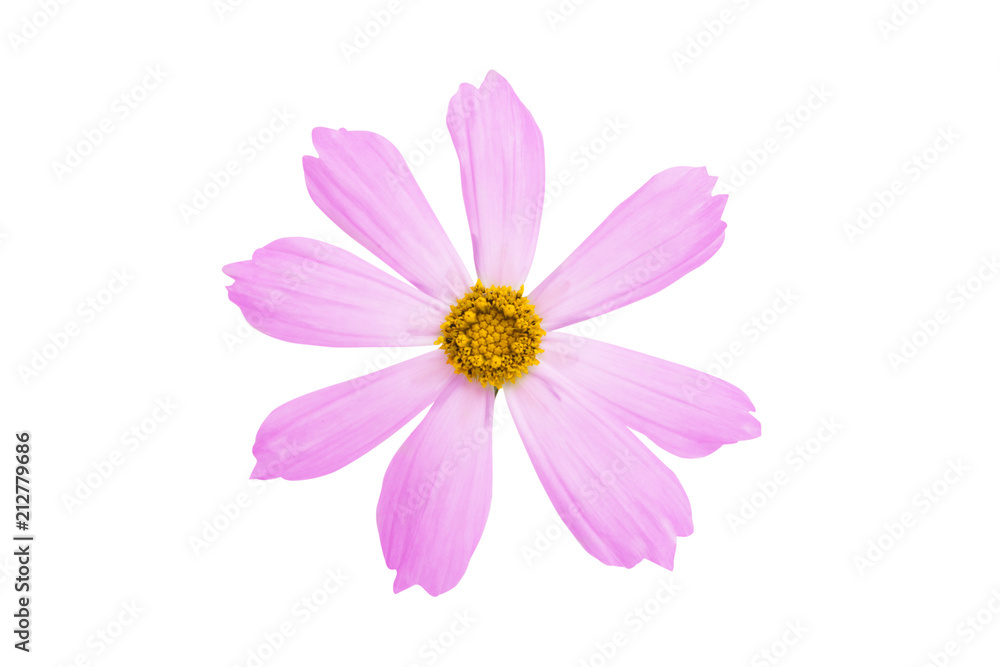 kosmeya flowers isolated kosmeya flowers isolated