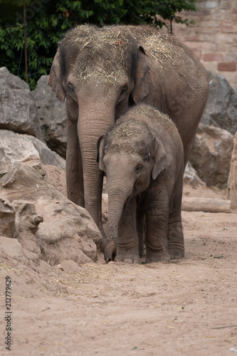Elephant child and parent