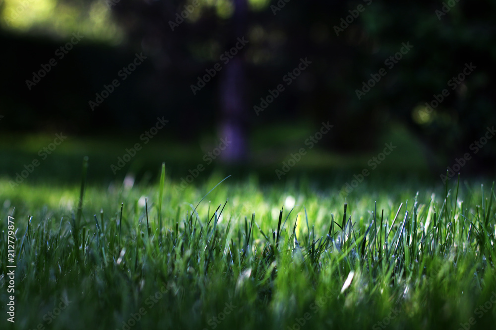 A green lawn in the park with dews lighted up by the rays of sunshine A green lawn in the park with dews lighted up by the rays of sunshine