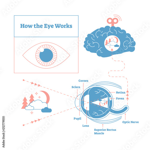 How the eye works medical scheme poster, elegant and minimal vector illustration, eye - brain labeled structure diagram. Stylized and artistic medical design poster.