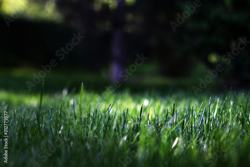 A green lawn in the park with dews lighted up by the rays of sunshine