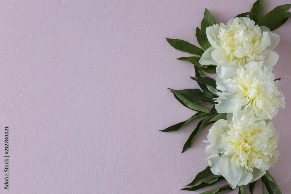on a pink background three white peonies on a pink background three white peonies