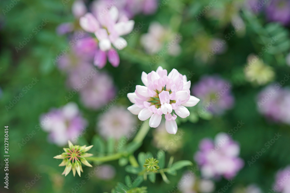 Light pink flowers of Coronilla Varia plant in the garden Light pink flowers of Coronilla Varia plant in the garden