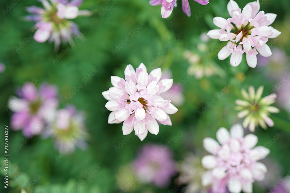 Light pink flowers of Coronilla Varia plant in the garden Light pink flowers of Coronilla Varia plant in the garden