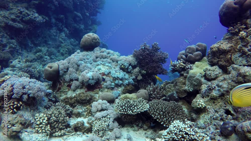 Video shooting at a shallow depth. The corals and tropical fish. Video shooting at a shallow depth. The corals and tropical fish.