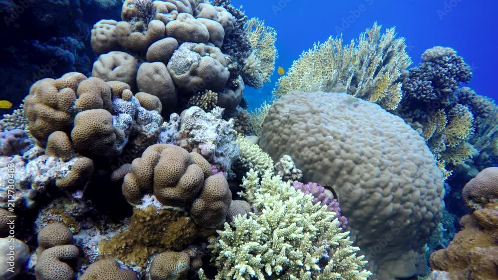 Reef and beautiful fish. Underwater life in the ocean. Tropical fish. Reef and beautiful fish. Underwater life in the ocean. Tropical fish.