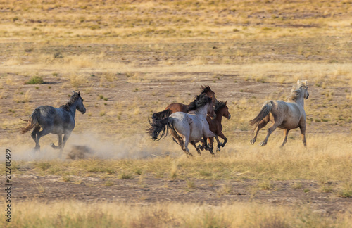 Fototapeta Naklejka Na Ścianę i Meble -  Wild Horses Running in the Utah Desert