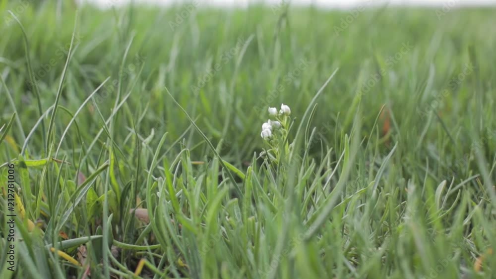 Clip of a trampled flower by a man with boots. Clip of a trampled flower by a man with boots.