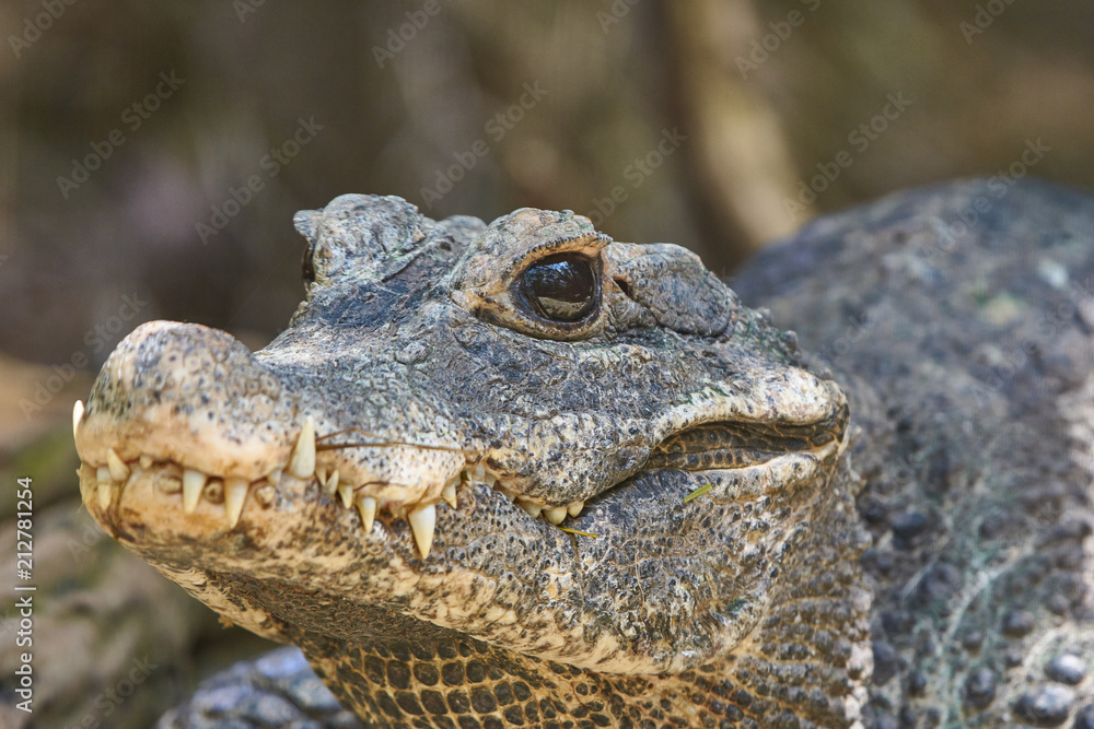Obraz premium Aligator