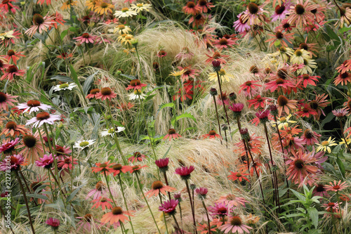 Rudbeckien (Rudbeckia)  Blüten mit Gräser photo