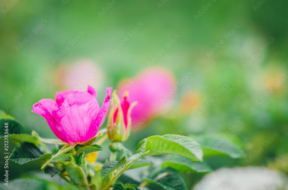 pink flower wild rose on the green blur background