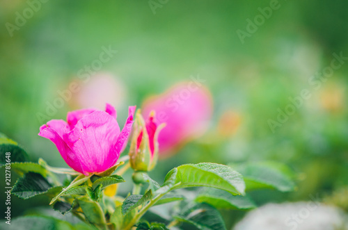 pink flower wild rose on the green blur background © Марина Сырова