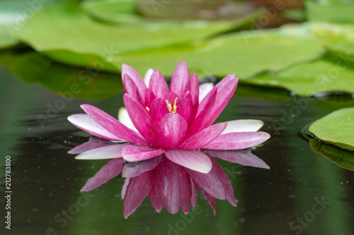 Pinke Seerose im Teich mit Spiegelung