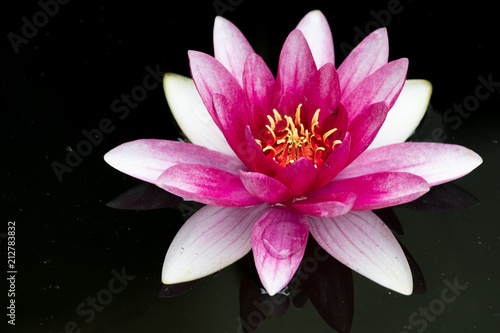 Seerose auf schwarz im Wasser - Lotus Blume