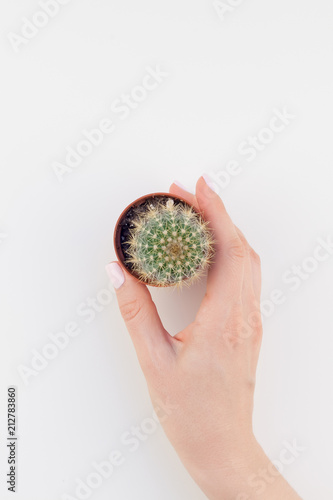 Woman hand holding small cactus